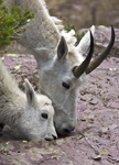 Nanny and Kid Glacier N.P. 3963